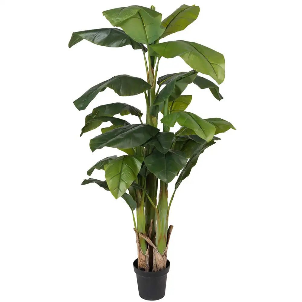 Mr Plant, Banaanipuu 240 cm