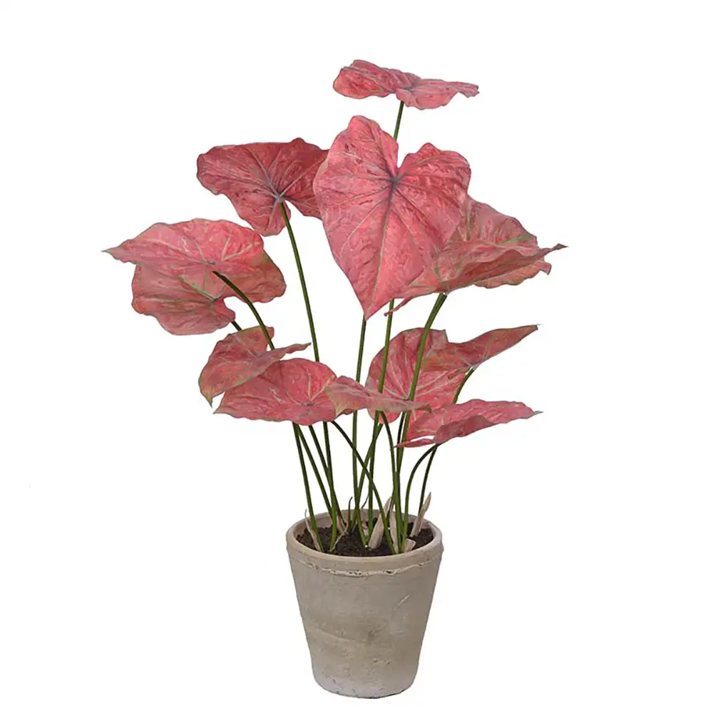 Mr Plant, Caladium Huonekasvi 80 cm Pinkki