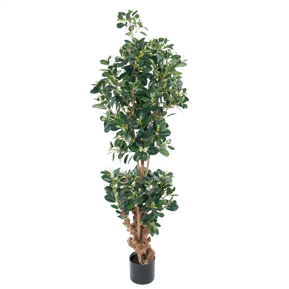 Mr Plant, Panda viikuna 120 cm