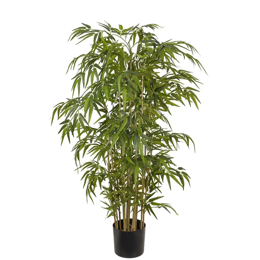 Mr Plant, Bambu 150 cm