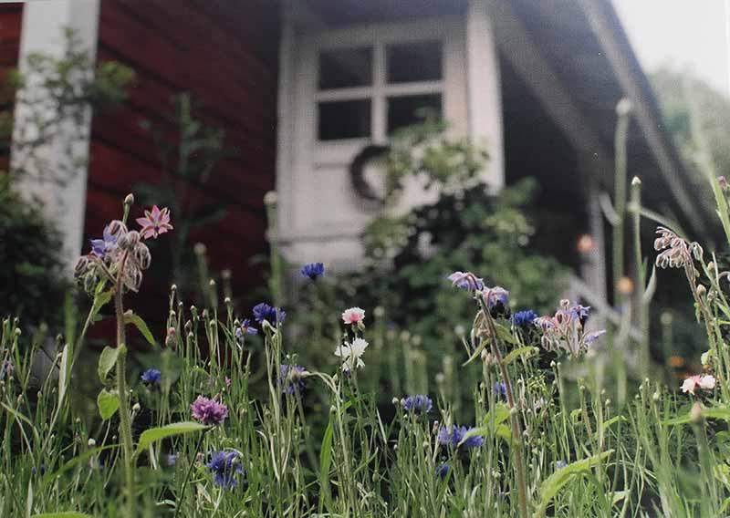 Pörriäisten puuhamaa postikortti